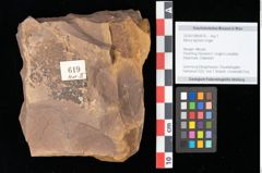 Foto (Objekt + Etikett) von Myrica lignitum Unger (NHMW-GEO-2024-0188-0619)